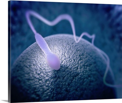 Human Sperm And Egg