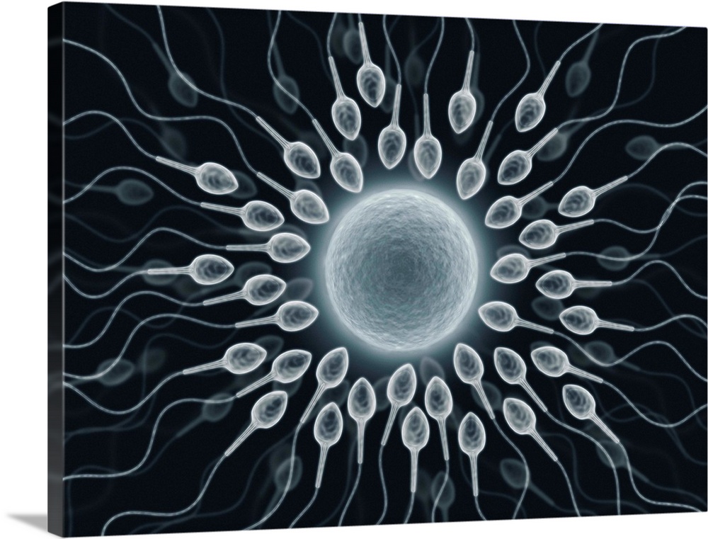 Human sperm and egg, conceptual artwork.