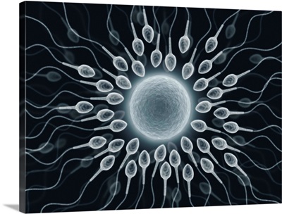 Human Sperm And Egg, Artwork