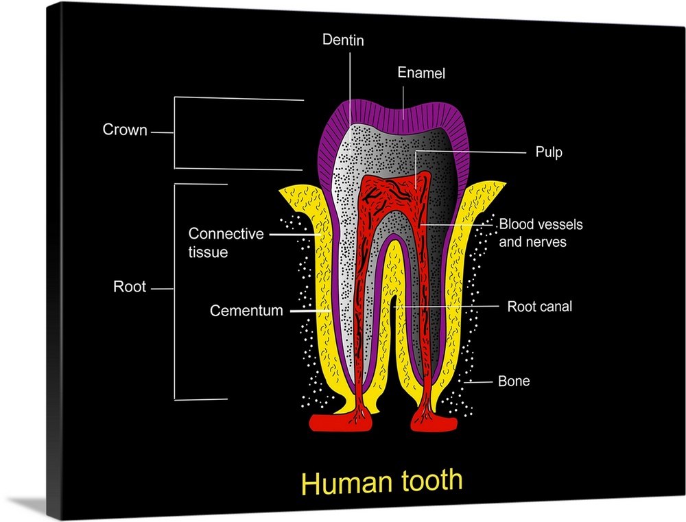 Human tooth anatomy. Diagram of a cross-section through a human tooth to show its anatomical structure. The two main areas...