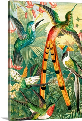 Hummingbirds, historical artwork