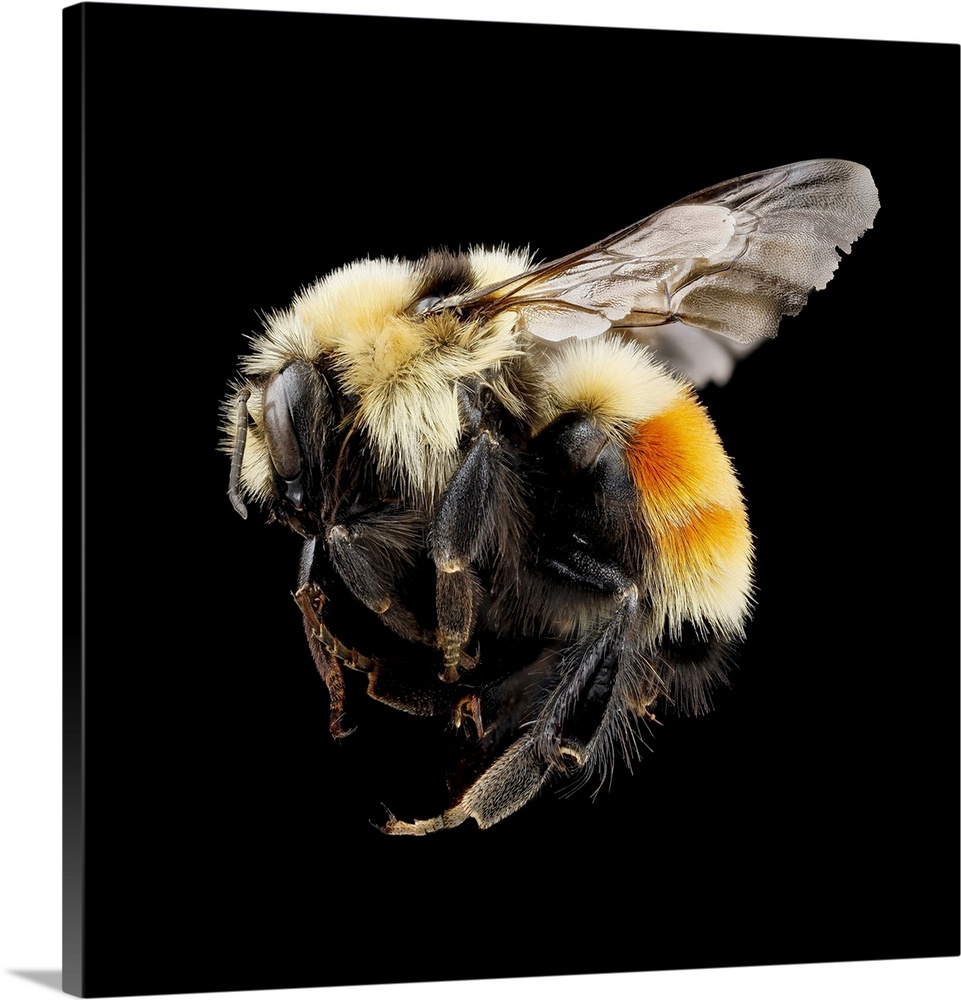 Hunt's bumblebee. Macrophotograph of Hunt's bumblebee (Bombus huntii). This species is found in North America. Photographe...