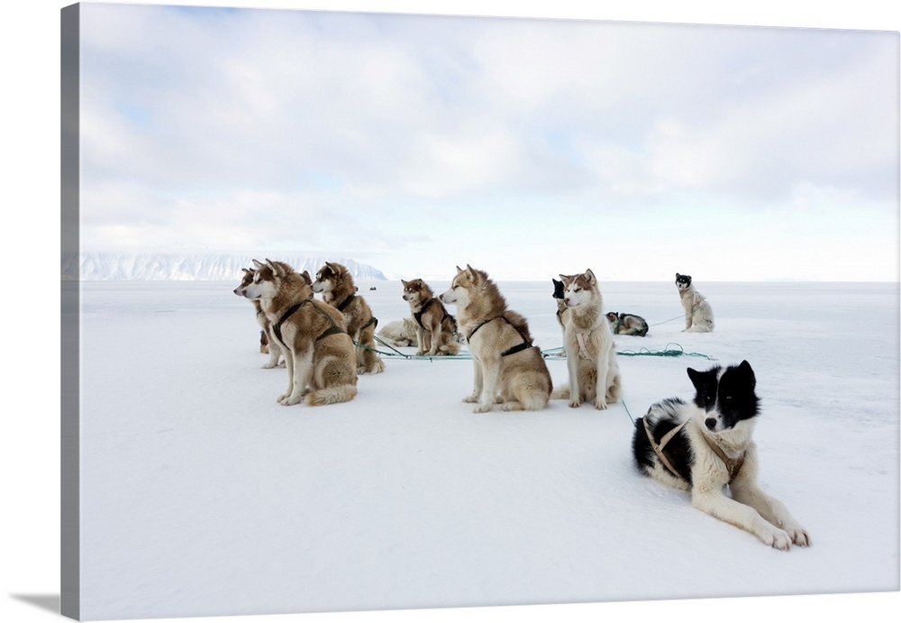 Husky sled dogs. Resting Greenlandic husky dog team staked to the ice near the edge of the floating (floe) ice in the midn...