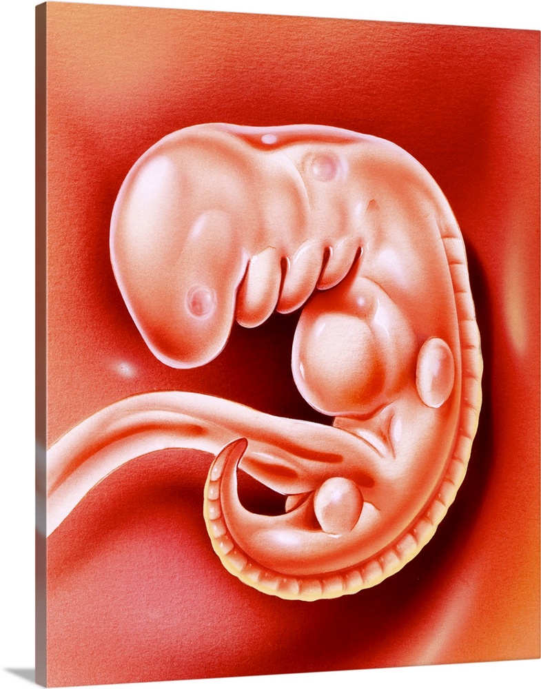 Human embryo. Illustration of a 32-day-old human embryo. At 32 days the embryo is not yet recognisably human and measures ...