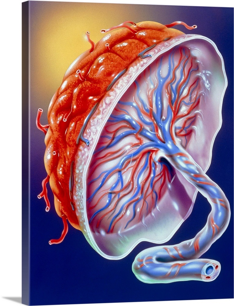 Illustration of the human placenta Wall Art, Canvas Prints, Framed