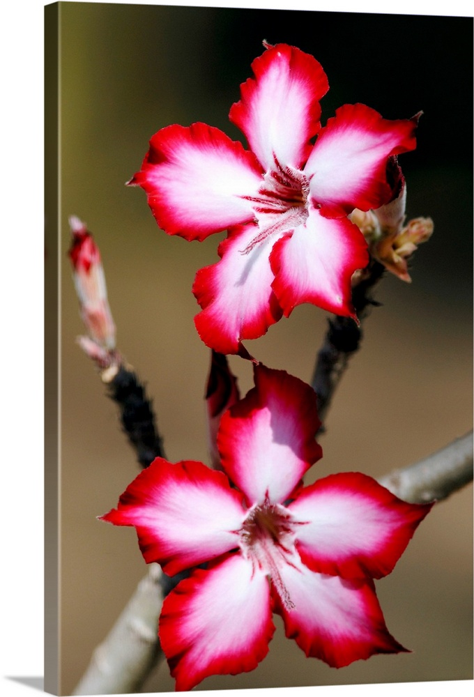 Impala lily flowers (Adenium multiflorum) in full bloom. This succulent shrub is native to South Africa. It is often used ...