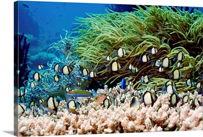 Indian dascyllus damselfish over coral