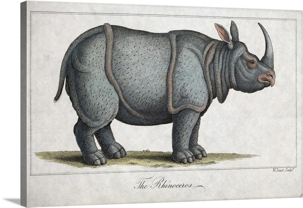 Indian rhinoceros (Rhinoceros unicornis), 19th-century illustration. This artwork is a copperplate illustration produced b...