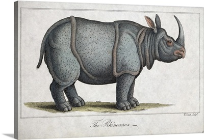 Indian Rhinoceros, 1820s