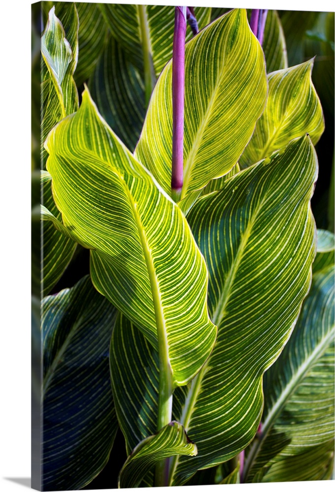 Indian shot plant (Canna 'Striata'). The stems of this plant are purple.