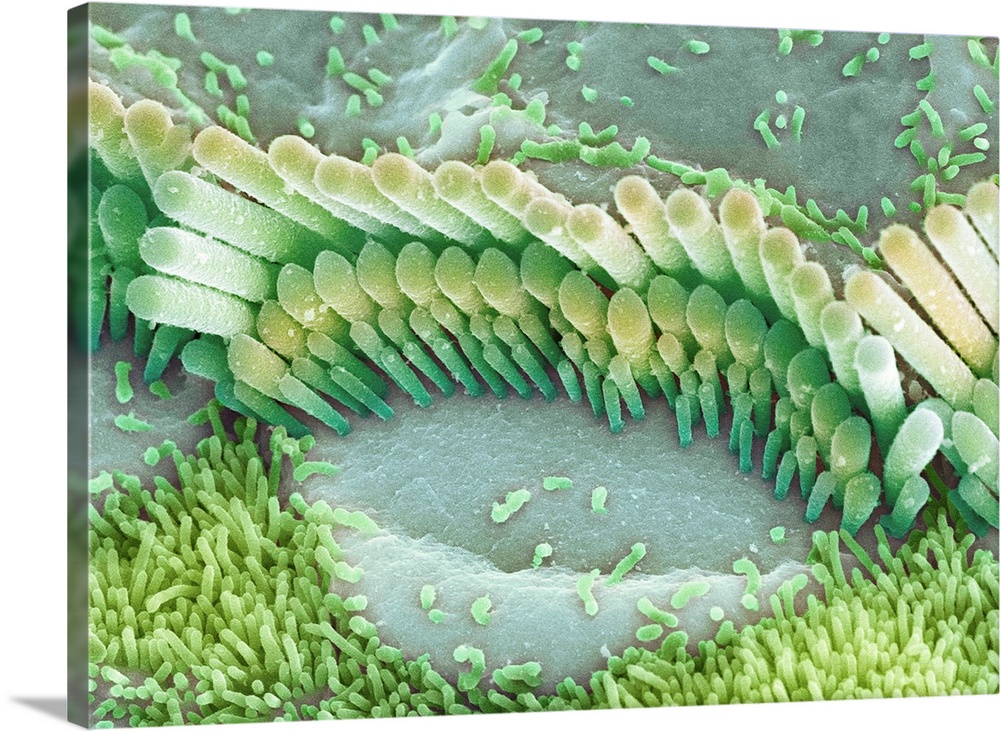 Inner ear hair cells. Coloured scanning electron micrograph (SEM) of sensory hair cells from the cochlea of the inner ear....