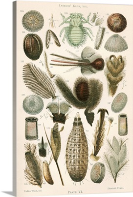 Insect microscopy, 19th century