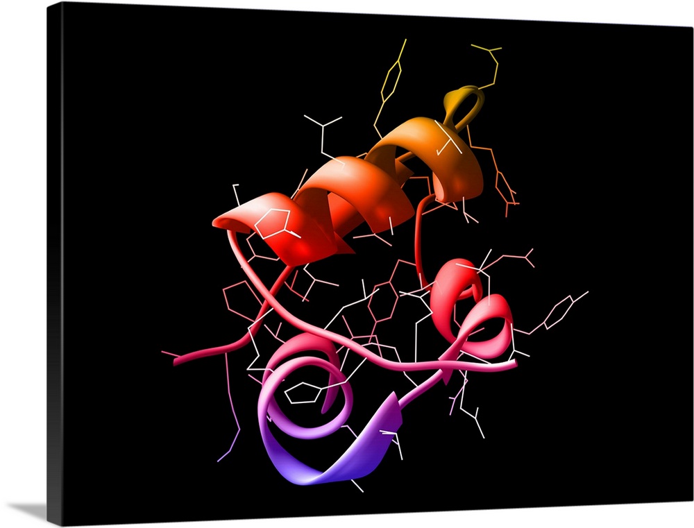 Insulin. Computer artwork of a molecule of insulin. Insulin is a hormone produced by the pancreas. Insulin is released fro...