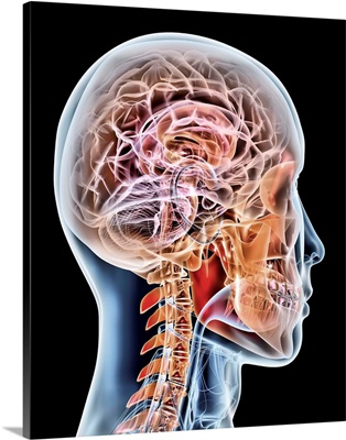 Internal brain anatomy, artwork