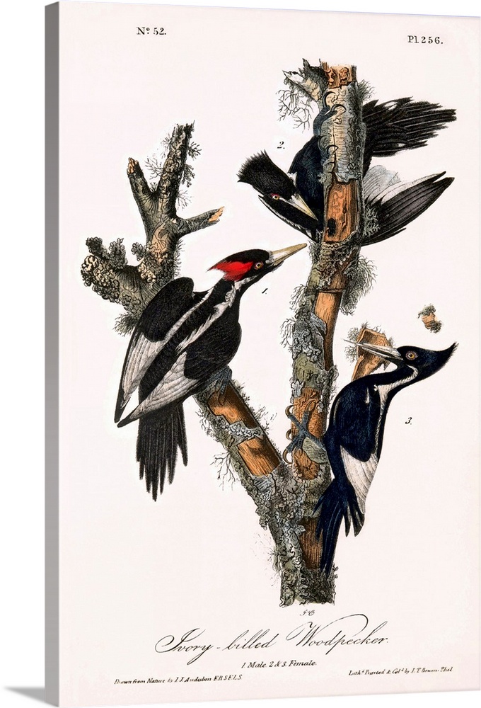 Ivory-billed woodpeckers (Campephilus principalis), historical artwork. This artwork is from The Birds of America, a famou...