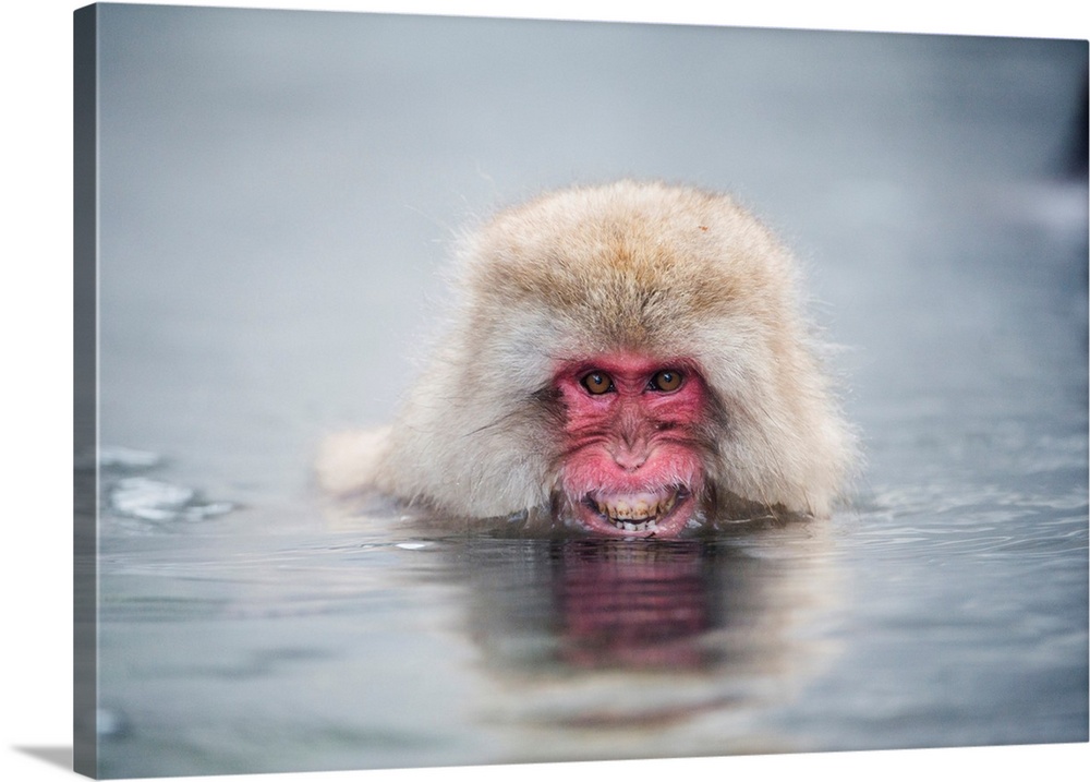 Japanese macaque (Macaca fuscata), or snow monkey, submerged in the waters of a hot spring. This primate has the northernm...