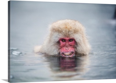 Japanese Macaque In A Hot Spring