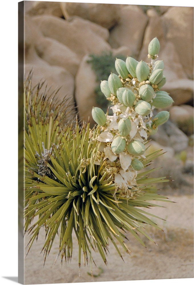 Joshua tree (Yucca brevifolia) fruits. Joshua trees bloom in early spring, when clusters of flowers develop at the ends of...