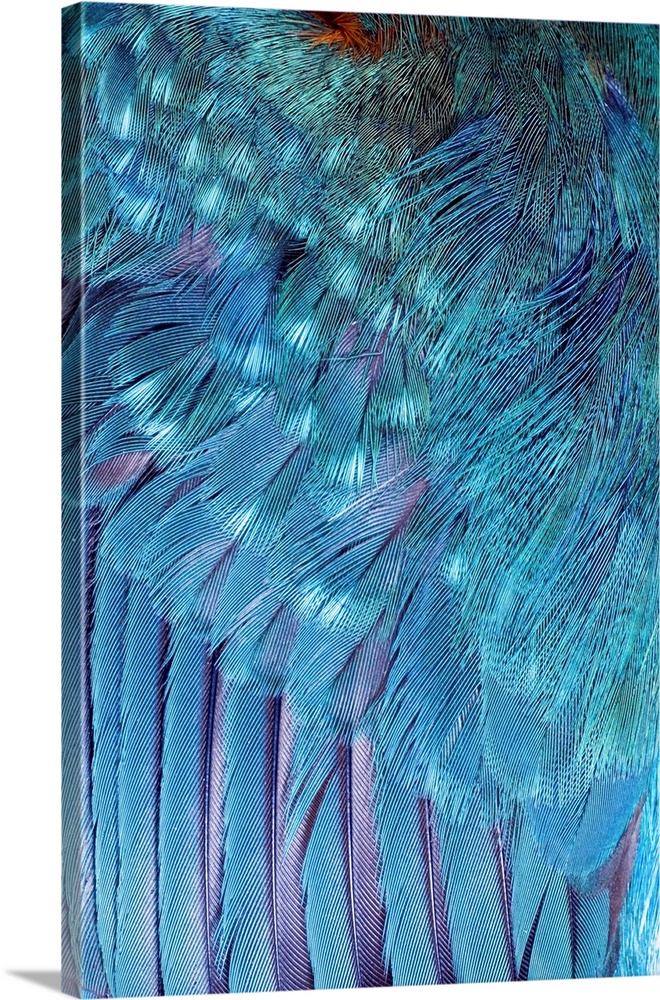 Kingfisher wing feathers (Alcedo atthis). Photographed in Kent, UK, in December.