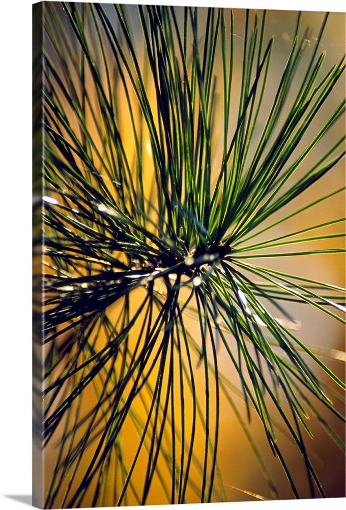 Korean pine (Pinus koraiensis). Photographed in Russia.