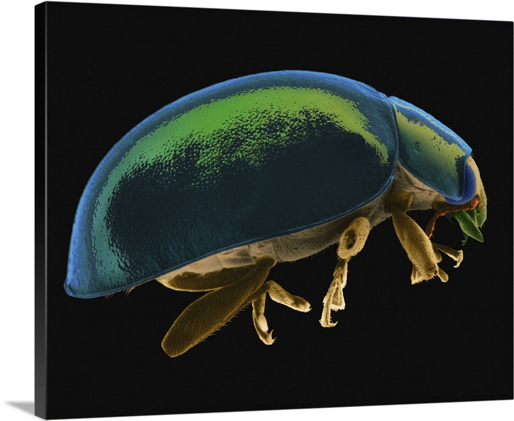 Coloured scanning electron micrograph (SEM) of Ladybug beetle (Coccinella novemnotata). Coccinella novemnotata, the nine-s...