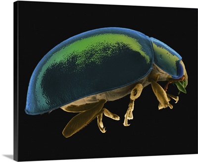 Ladybug Beetle, SEM