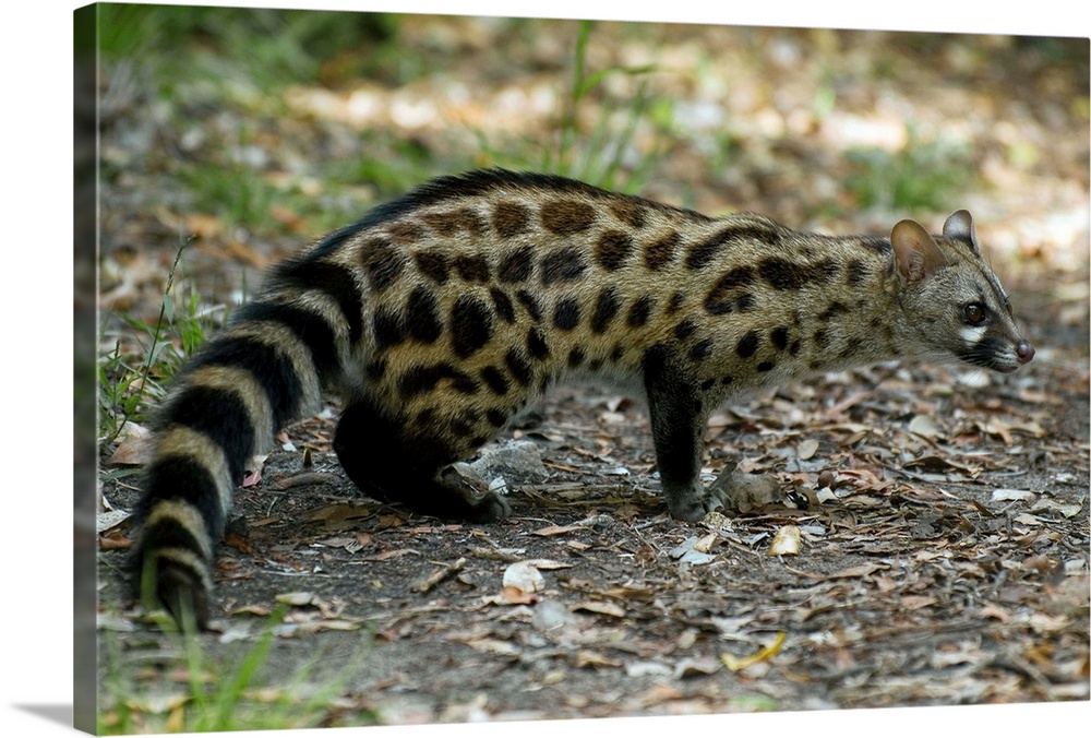 Large spotted genet (Genetta tigrina) in a forest clearing. Photographed in Wilderness National Park, South Africa.