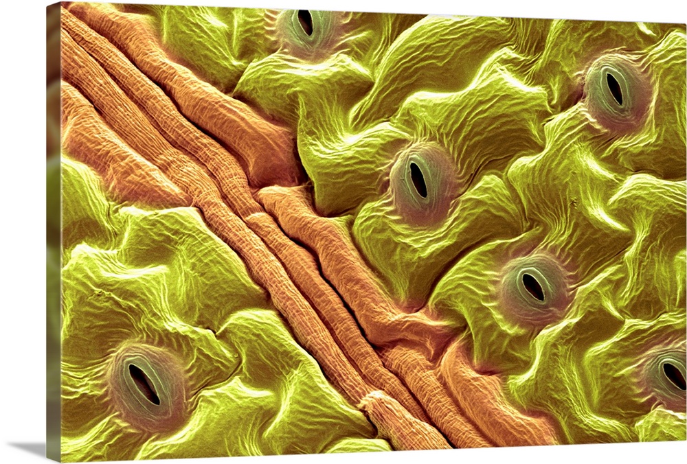 Leaf pores. Coloured scanning electron micrograph (SEM) of stomata (holes) on the surface of a leaf. These structures perf...