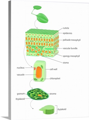 Leaf To Chloroplast, Illustration