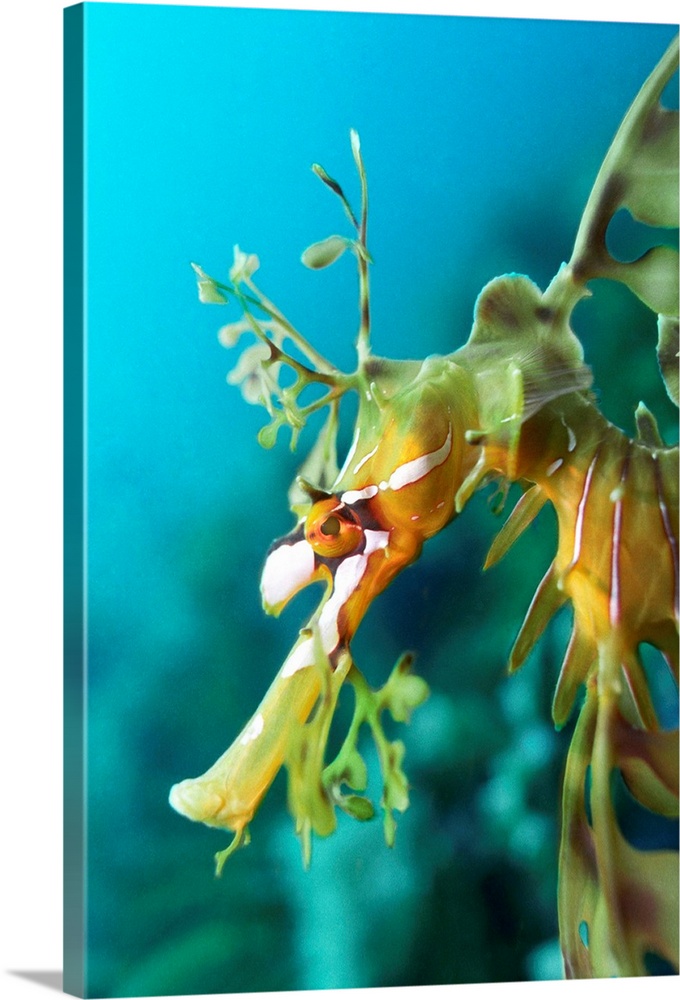 Leafy sea dragon . Head of a male leafy sea dragon (Phycodurus eques). Fertilised eggs are incubated by the male of the sp...