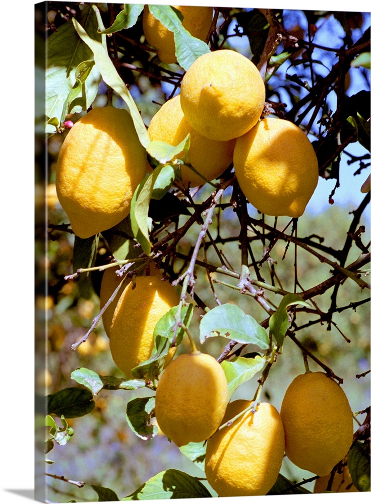 Lemons (Citrus limon) on the branch of a tree. Lemons are a good source of vitamin C.
