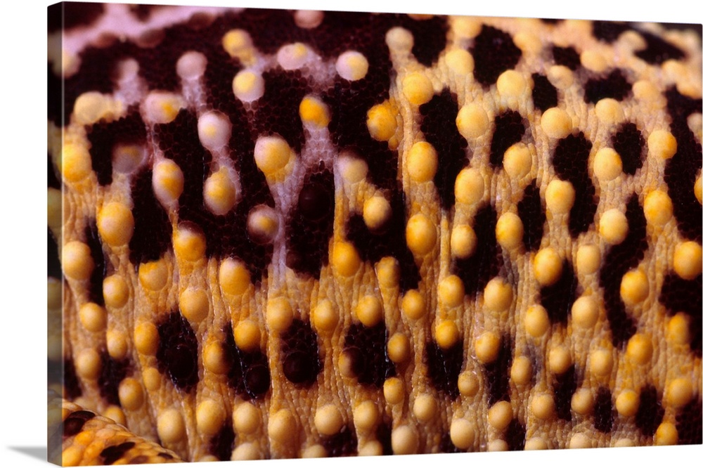 Leopard gecko (Eublepharis macularius) skin. Close-up of the skin on the side of a leopard gecko, showing its colouration ...