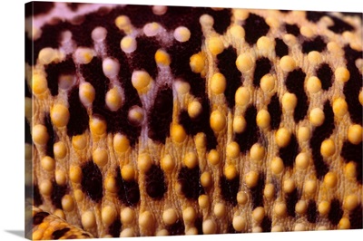 Leopard Gecko Skin