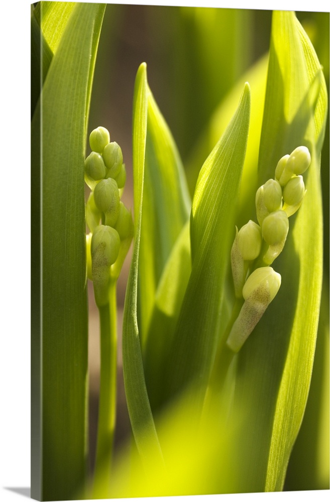 Lily of the valley (Convallaria majalis) buds.