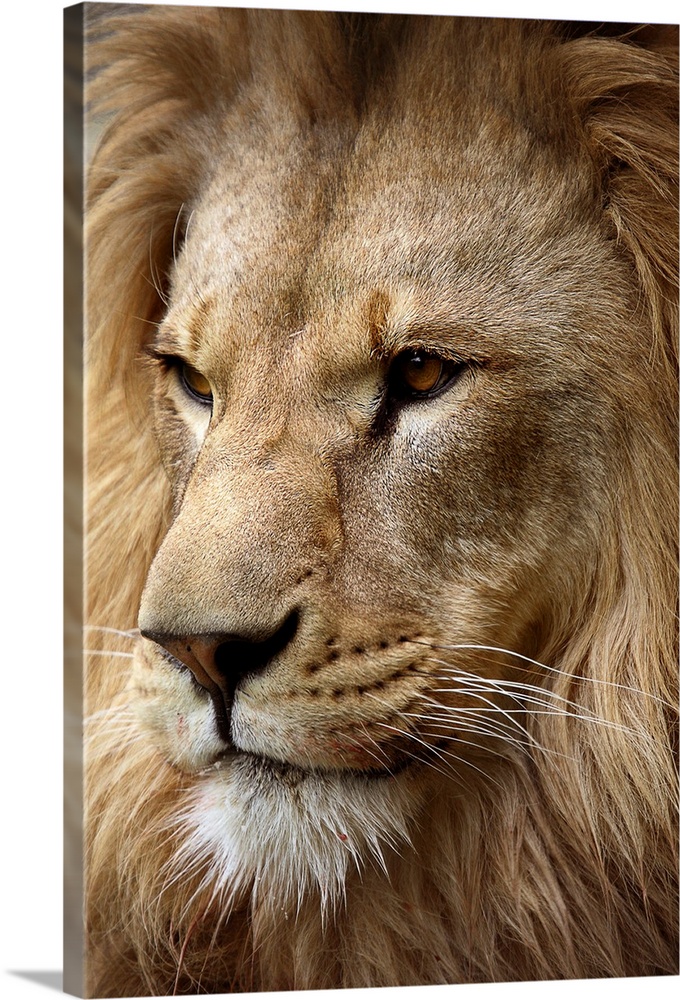 This is a photograph taken at an angle of just the face and mane of a male lion.