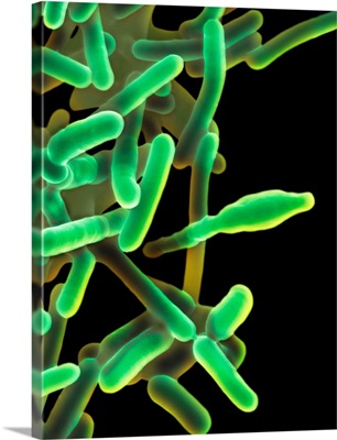 Listeria Monocytogenes, Bacterium, SEM
