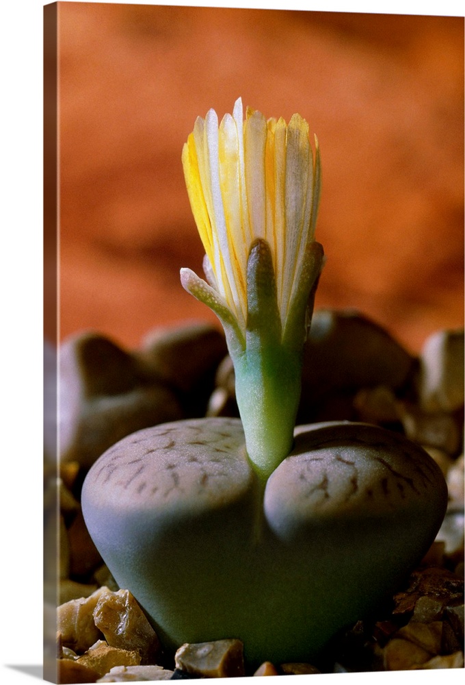 Living stone flower (Lithops pseudotruncatella dendritica).