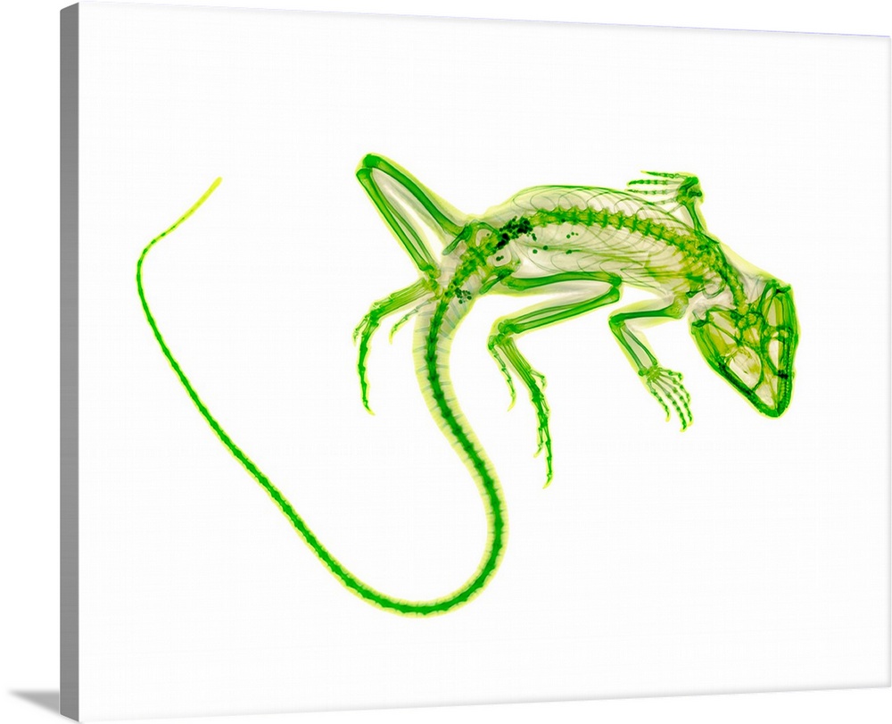 Lizard, coloured X-ray.