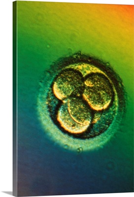 LM of four-cell embryo