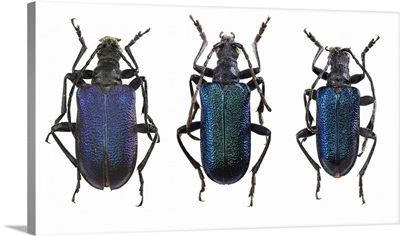Longhorn Beetles