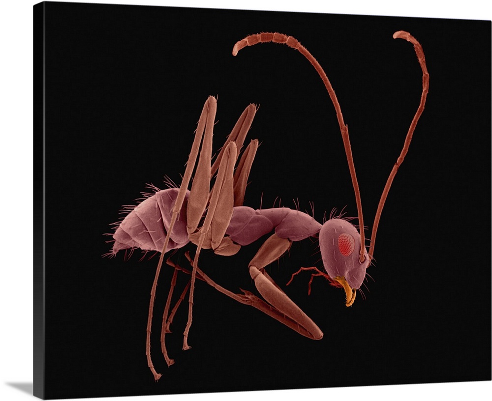 Coloured scanning electron micrograph (SEM) of Longhorn crazy ant (Paratrechina longicornis). The longhorn crazy ant (Para...