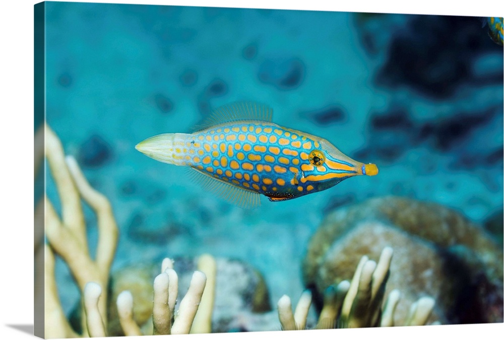 Longnose filefish (Oxymonacanthus longirostris) on a coral reef. This fish, also called the orange spotted filefish or har...