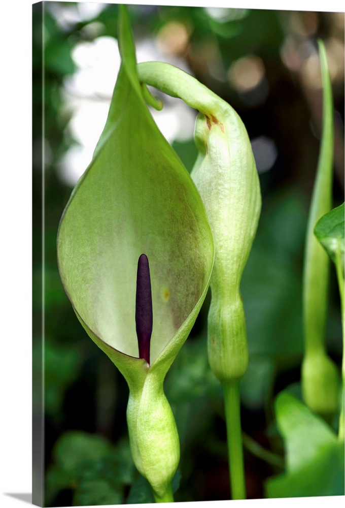Lords and ladies (Arum maculatum) spathe (green) and spadix (purple). The female flowers occur at the base of the spadix a...