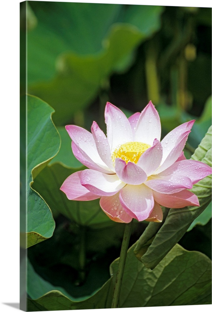 Lotus flower (Nelumbo sp.). The pink/white petals surround the central reproductive parts (yellow). The lotus plant is par...