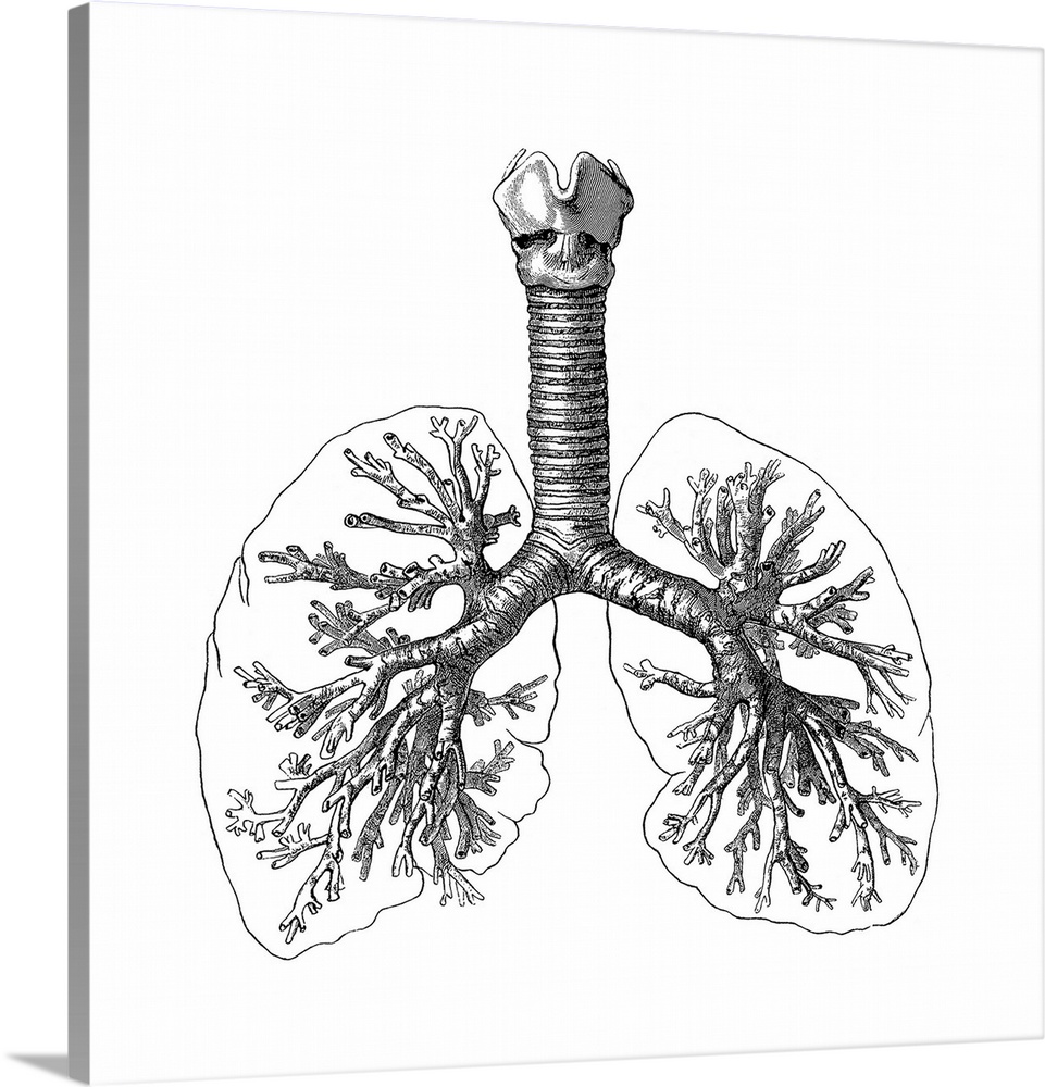 Lung anatomy, artwork.