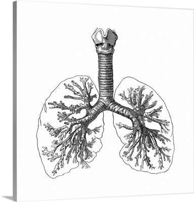 Lung anatomy, artwork
