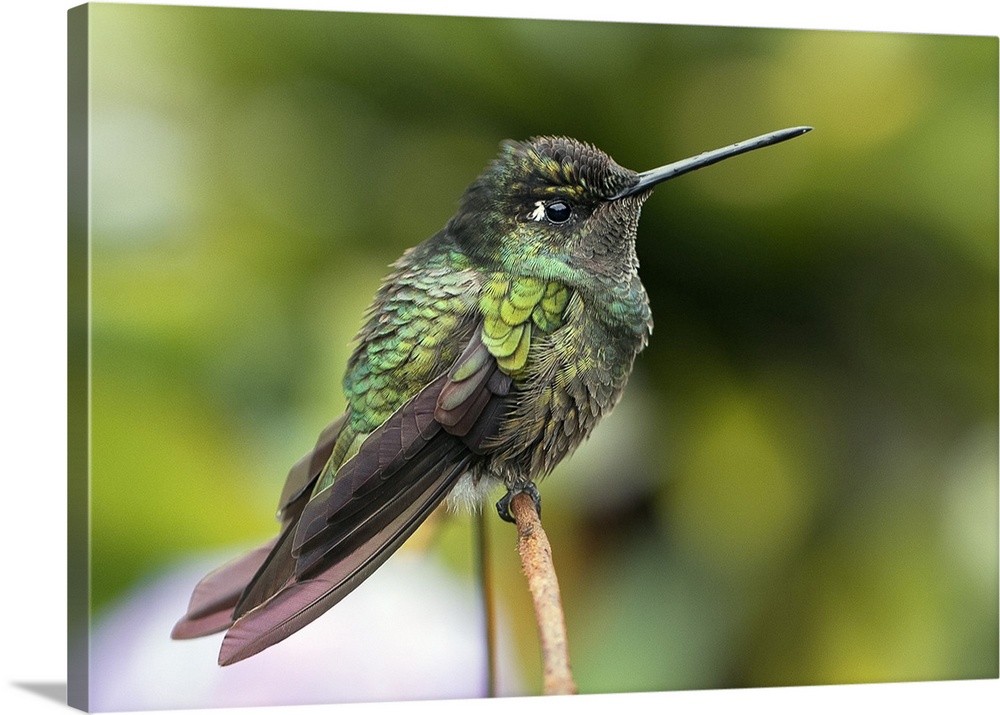 Magnificent hummingbird (Eugenes fulgens) perched on a plant. This hummingbird inhabits wooded areas in southern North Ame...