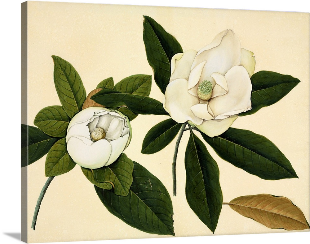 Magnolia flowers, 19th-century artwork. These are thought to be (but not confirmed as) the species Magnolia delavayi.  Thi...