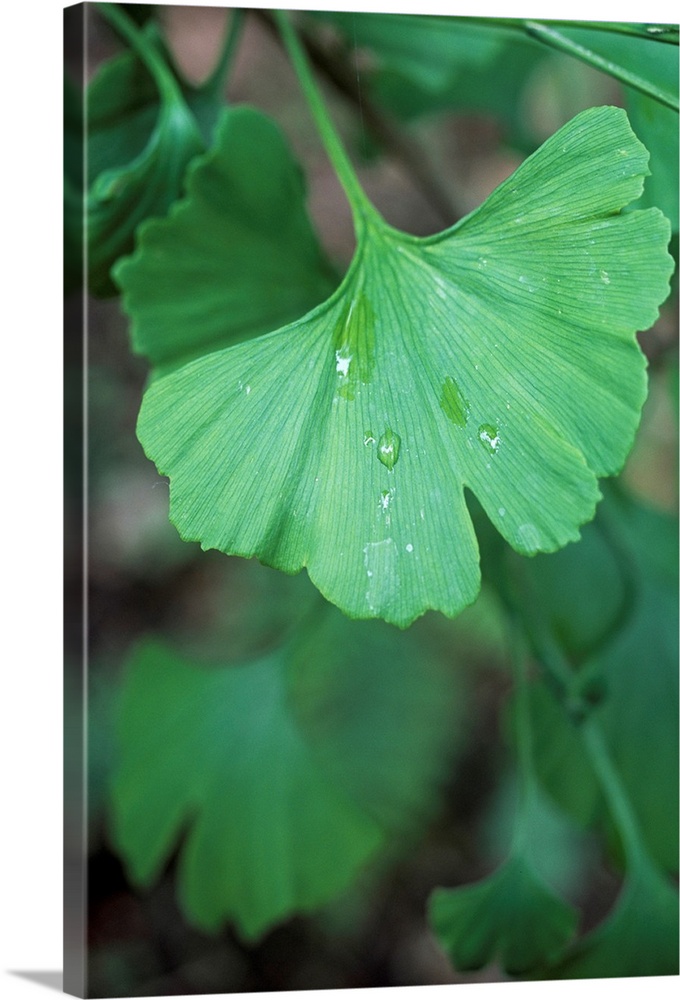Maidenhair tree leaf (Ginkgo biloba) with a raindrop on its surface. An extract from the leaves of this unique species of ...
