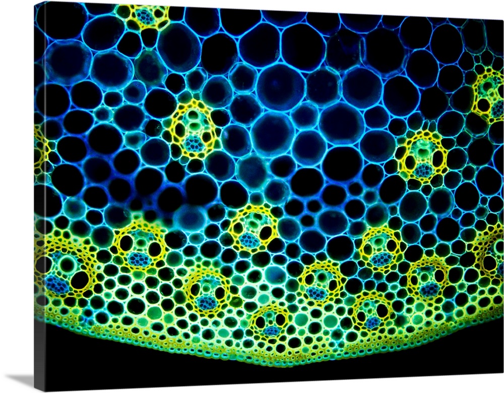 Maize vascular tissue. Fluorescence light micrograph of a transverse section through a stem from a maize plant (Zea mays),...